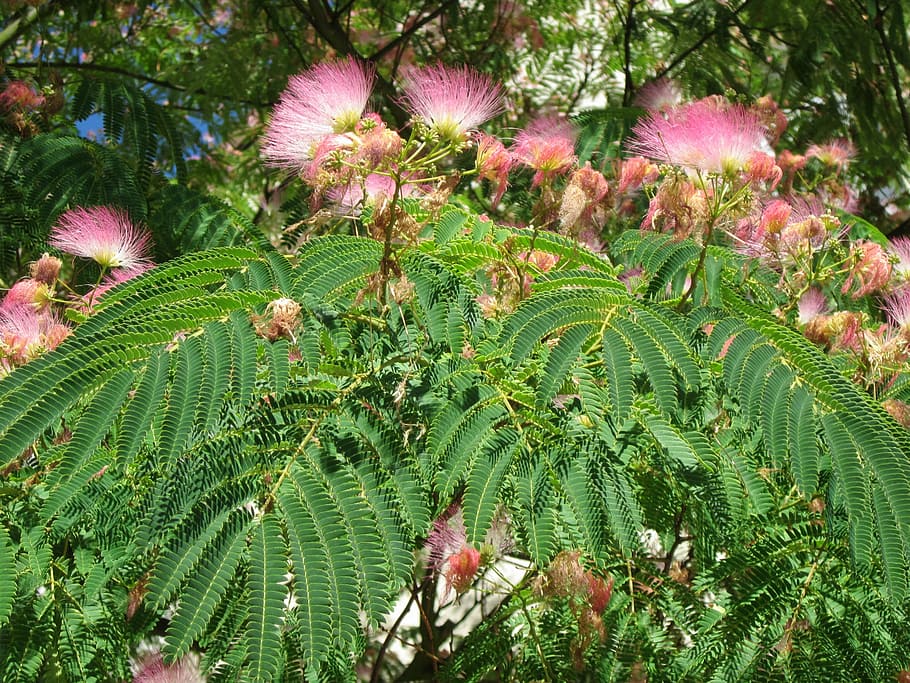 albizia julibrissin, pohon sutra persia, pohon sutra merah muda, pohon, pohon sutra, bunga, berbunga, flora, botani, tanaman