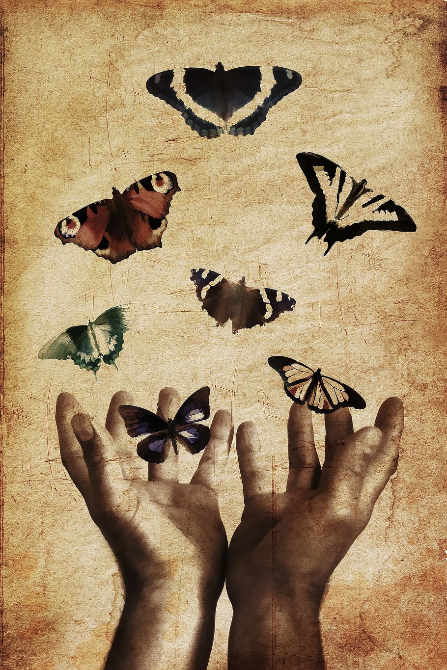 assorted, butterflies, human, hands painting, hands, butterfly, nature, insect, summer, spring