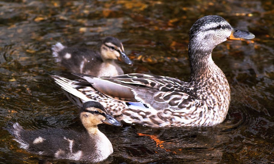 mummy duck, ducklings, water, baby, birds, little, cute, wild, following, parent