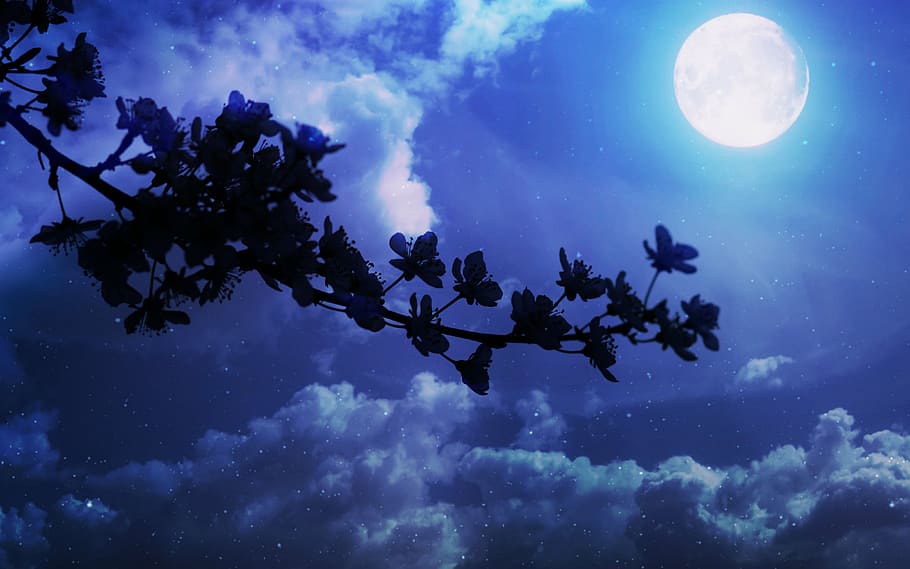 siluet tanaman, bulan, bunga, casey, musim semi, luna, malam, awan, bayangan, alam