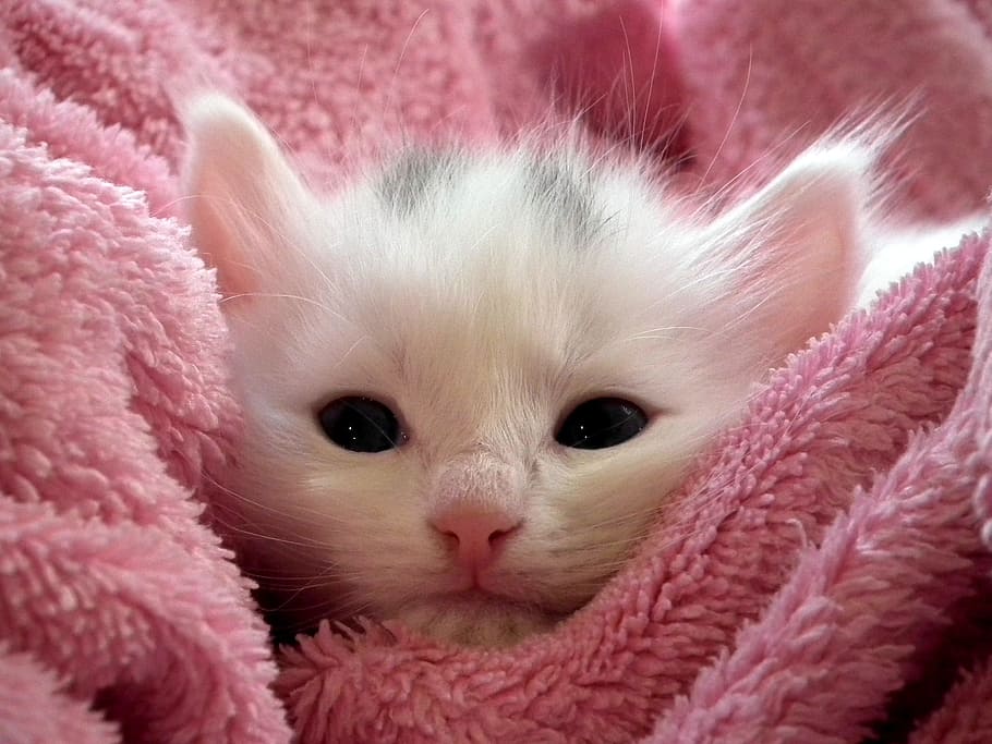 白, 短い毛皮の子猫, ピンク, バスタオル, 短い, 毛皮, 子猫, タオル, 猫, ふわふわ猫