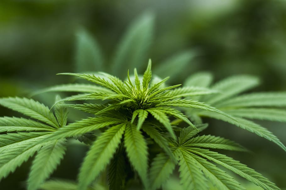 Foto de primer plano, cannabis, hierba, cáñamo, planta, taxi, cannabinoide, sistema endocannabinoide, médico, marihuana
