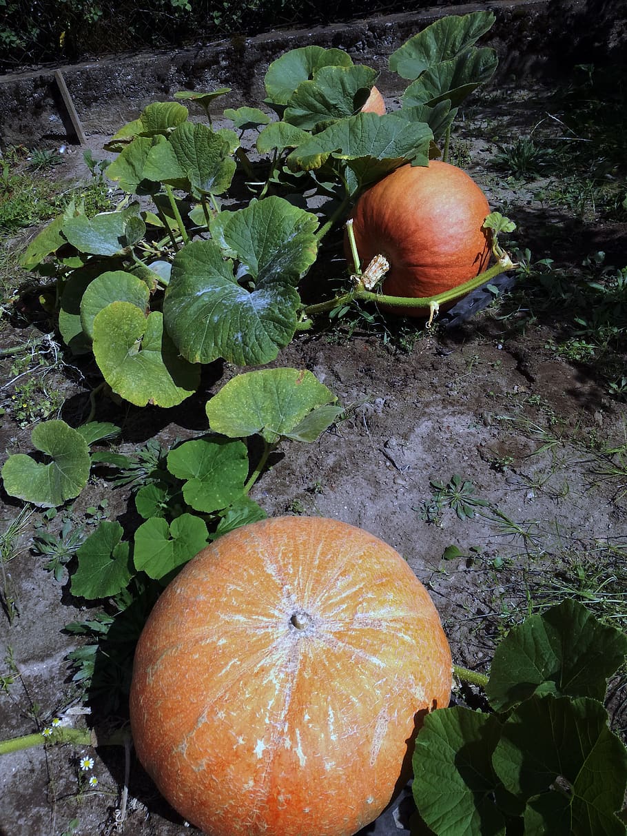 dynia, abóbora, outono, legumes, laranja, comida, outubro, decoração, natureza, comer