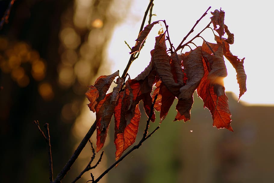 Dry, Leaves, Branch, Brown, Sun, dry leaves, the sun, evening, leaf ...