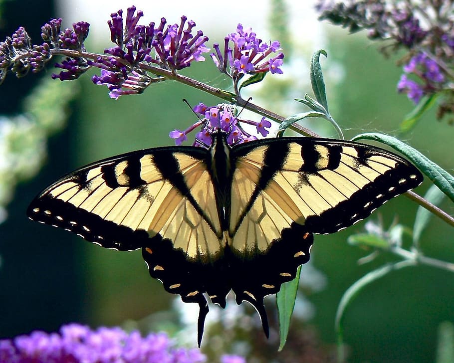 timur, kupu-kupu swallowtail harimau, duduk, ungu, bunga petaled, closeup, fotografi, kupu-kupu, swallowtail harimau timur, serangga