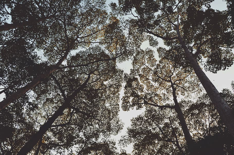 baixo, foto do ângulo, árvores, ângulo, folhas, céu, ramos, natureza, árvore, ramo