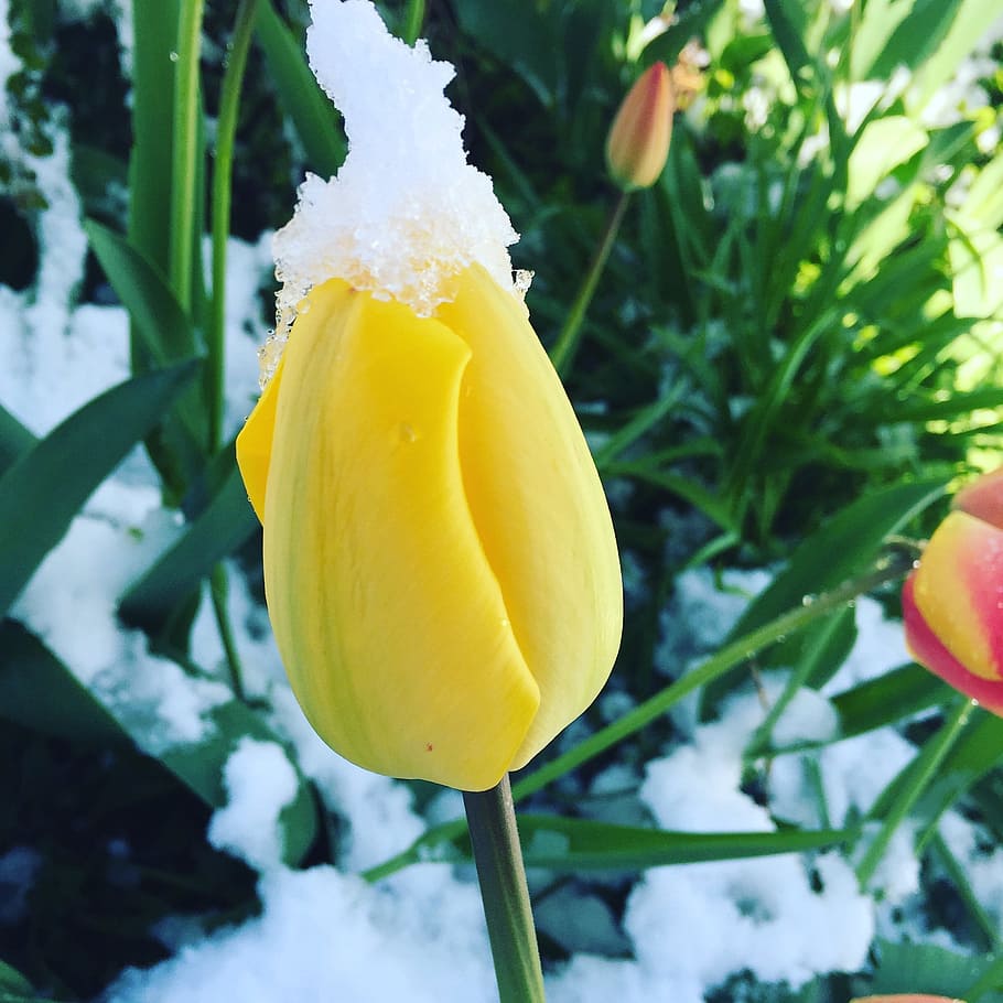 tulip, flower, winter, snow, cold, ice, plant, growth, close-up, freshness
