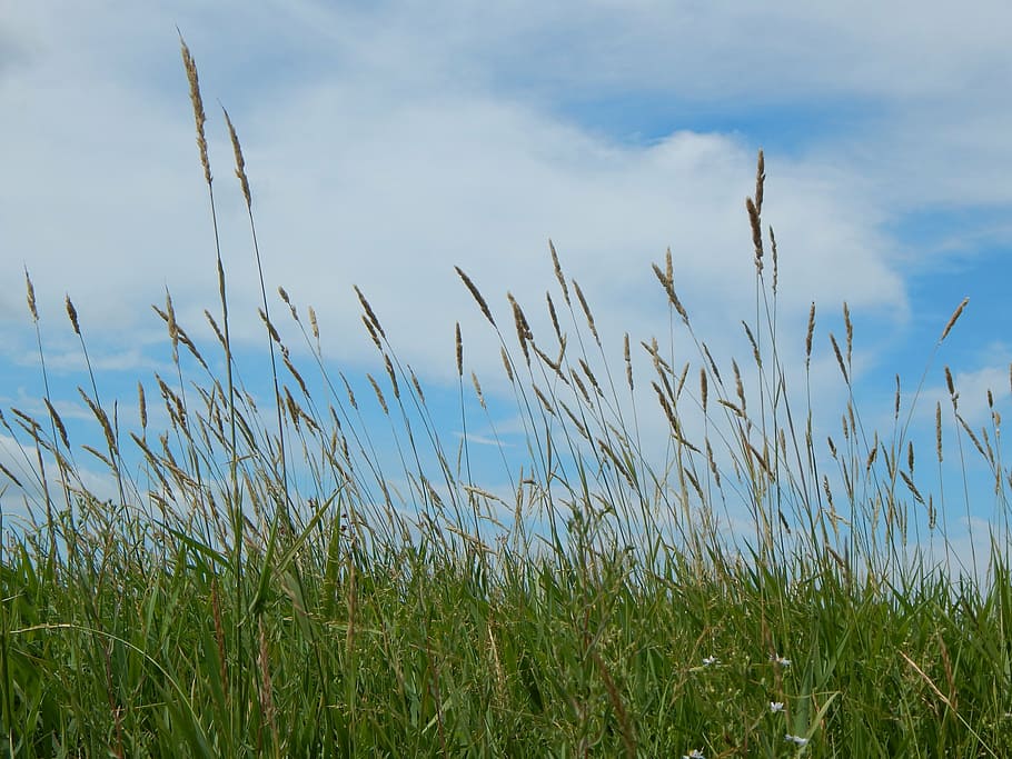 prairie, tall grass, sky, saskatchewan, canada, landscape, rural, nature, environment, field
