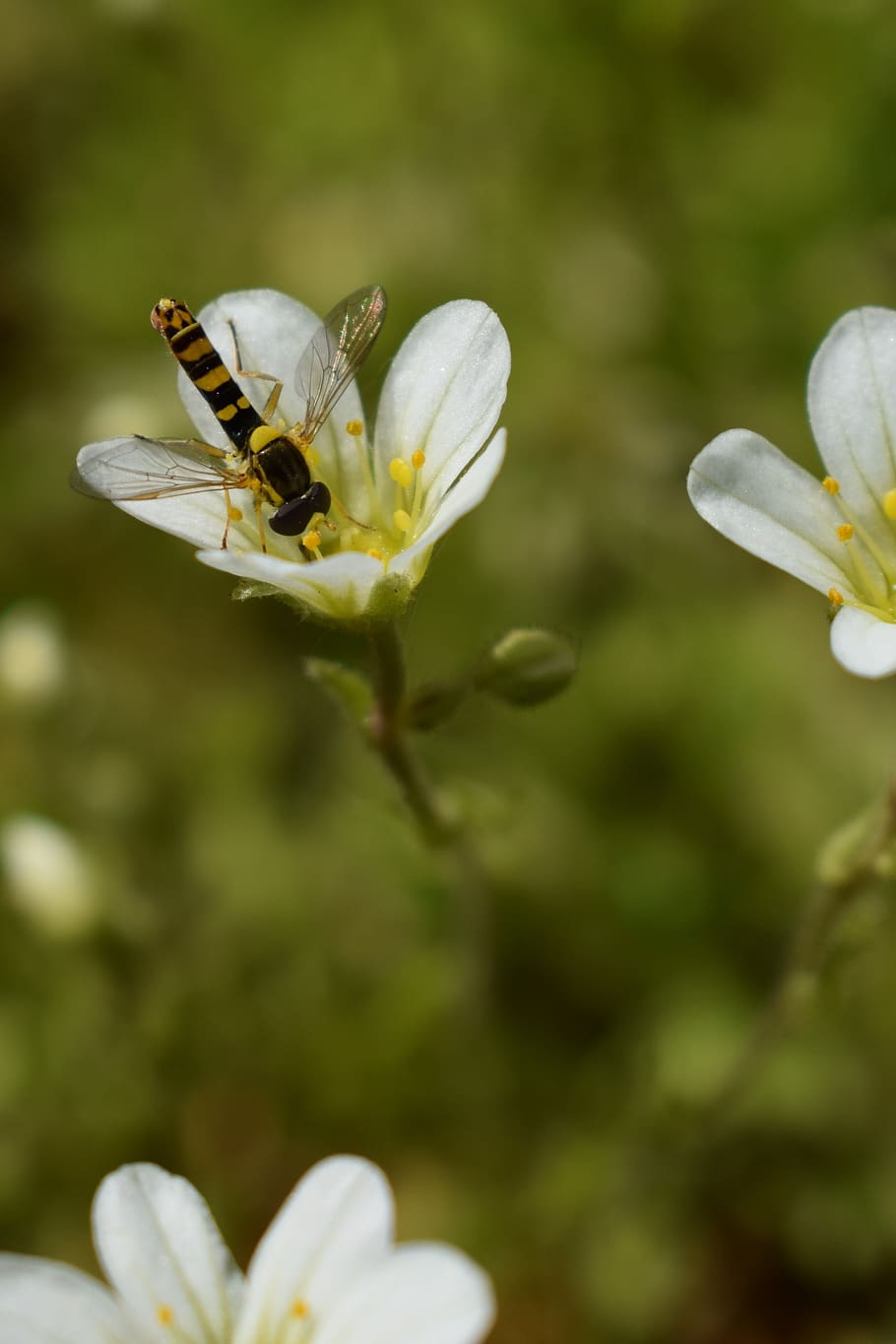 hoverfly, flower, white, insect, flowering plant, fragility, plant, vulnerability, beauty in nature, petal
