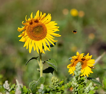 Fotos girasoles silvestres libres de regalías | Pxfuel