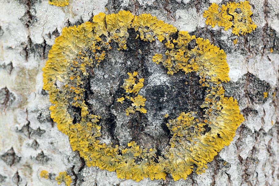 xanthoria parietina, lichen, birch, tree, frame, foliose, in the green, tree bark, yellow, close-up