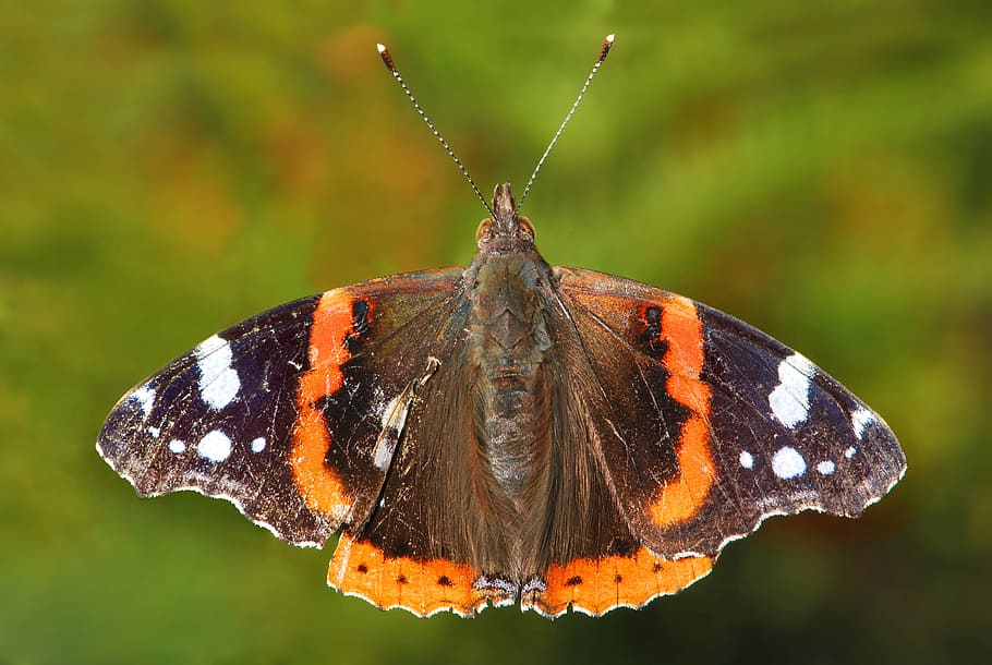 red, admiral butterfly, --, Red Admiral Butterfly, Vanessa atalanta, bug, butterfly, fly, insect, pretty