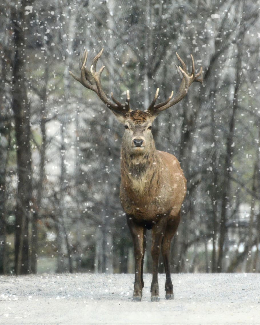 brown, reindeer, standing, snow, daytime, elk, winter, nature, wildlife, wild