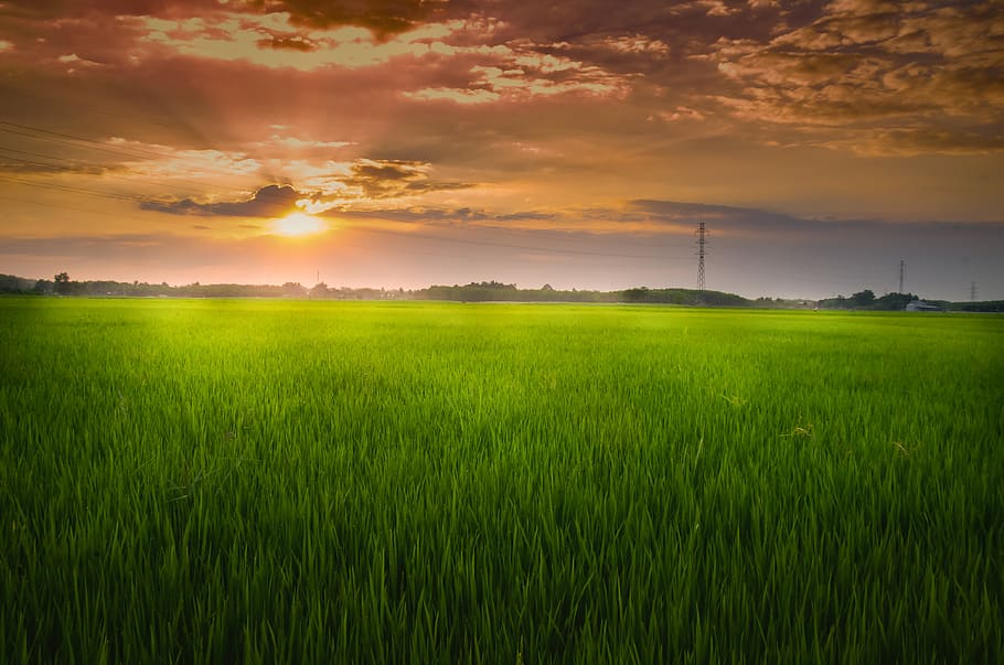 Edit, beras, ladang, emas, jam, matahari terbenam, keindahan di alam, lingkungan, lapangan, pemandangan yang tenang