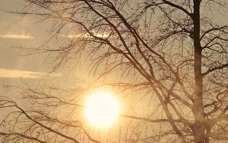 silhueta, nu, árvore, dia, madrugada, sol da manhã, nascer do sol, nevoeiro, névoa da manhã, sol