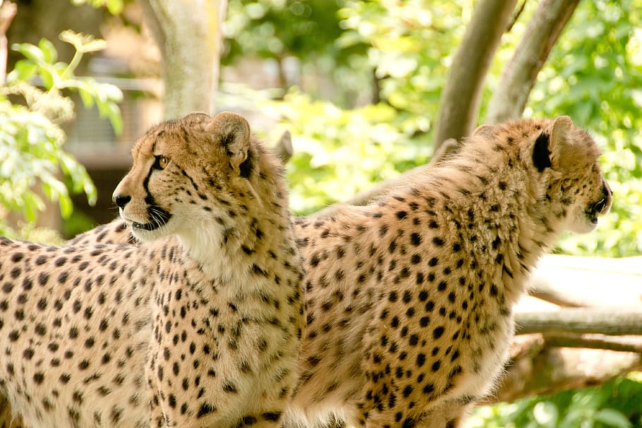 two, cheetahs, africa, kenya, safari, nature, holiday, national park, animals, landscape