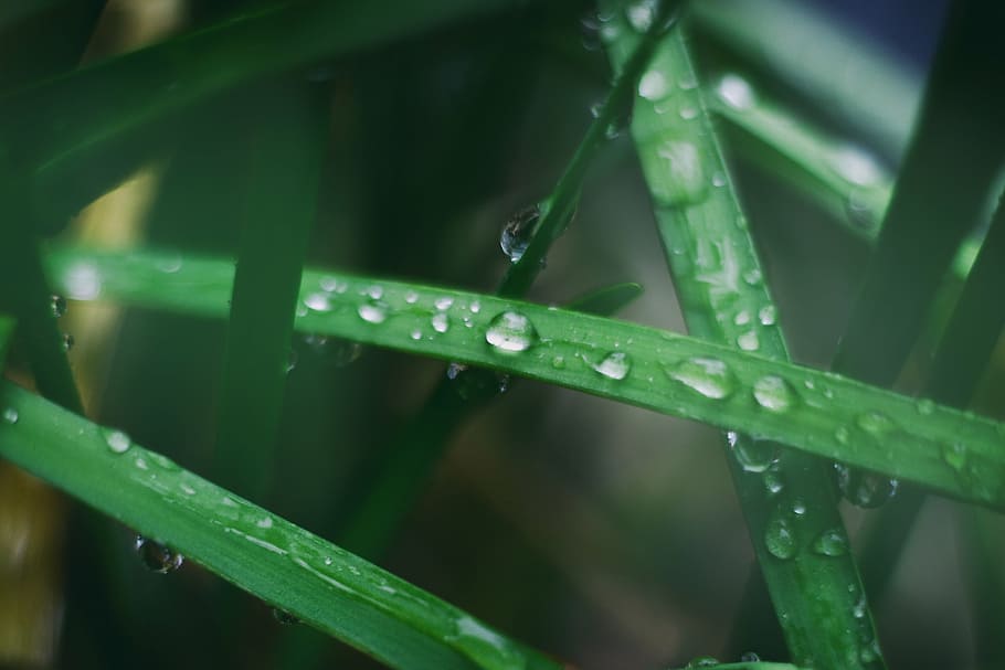 selective, focus, grass, water, drops, green, leaf, plants, plant, outdoor