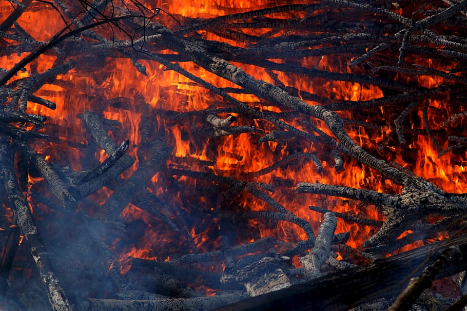 火, 煙, 熱-温度, オレンジ色, 燃焼, 火-自然現象, 自然, 人なし, 炎, 木