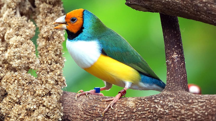 white, orange, yellow, blue, bird, perched, tree trunk, daytime, erytrura, gouldiae