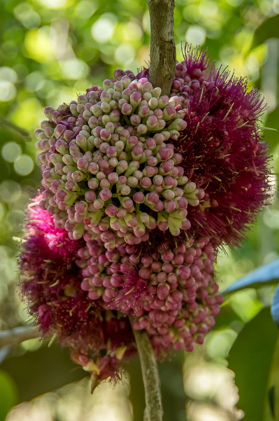 pink euodia, melicope elleryana, tree, blossom, flowers, pink, white, mauve, rainforest, sub-tropical
