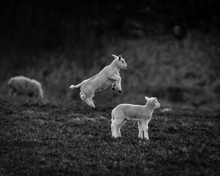 Attack, two, lambs, plying, grass, domestic animals, mammal, animal, domestic, animal themes