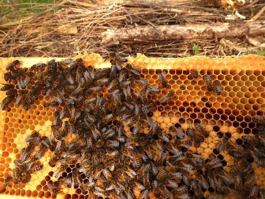 bees window, beekeeper, breeding, bee, bees, honeycomb, beehive, apiculture, animals in the wild, group of animals