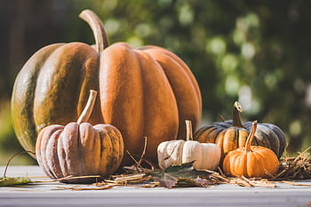 Página 15 - Fotos calabaza lo libres de regalías - Pxfuel