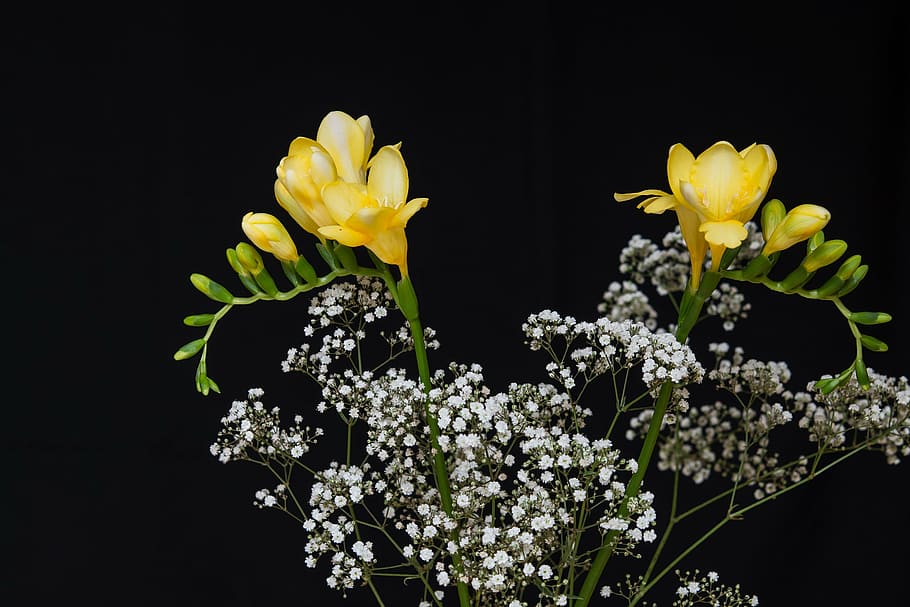flowers, yellow flowers, sia, yellow sia, tiresome, schnittblume, floristry, close, gypsophila, flower