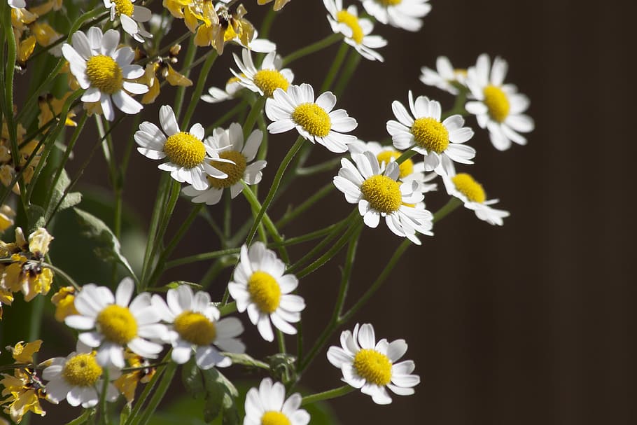 white, flower bloom close-up photography, chamomile, flower, plant, medicinal plant, nature, flowers, garden, flowering plant