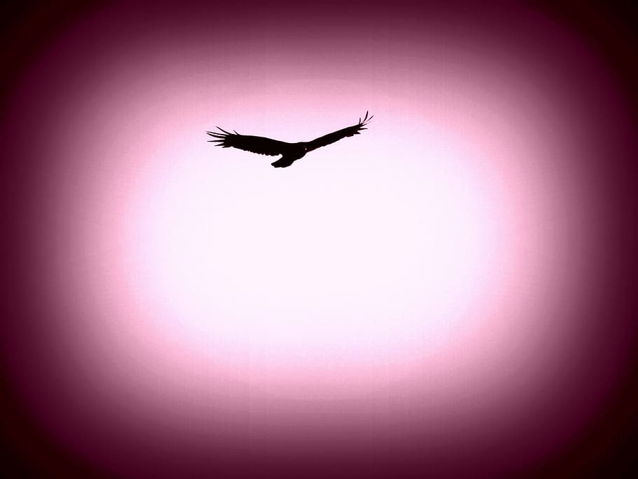 black, bird, flying, artwork, eagle, animal, bird of prey, feather, beak, wing