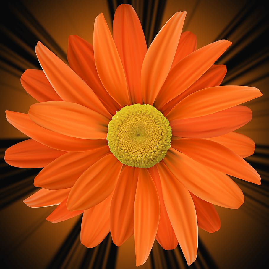 closeup, orange, daisy, color, petal, flower, orange flower, flowers, black background, romantic