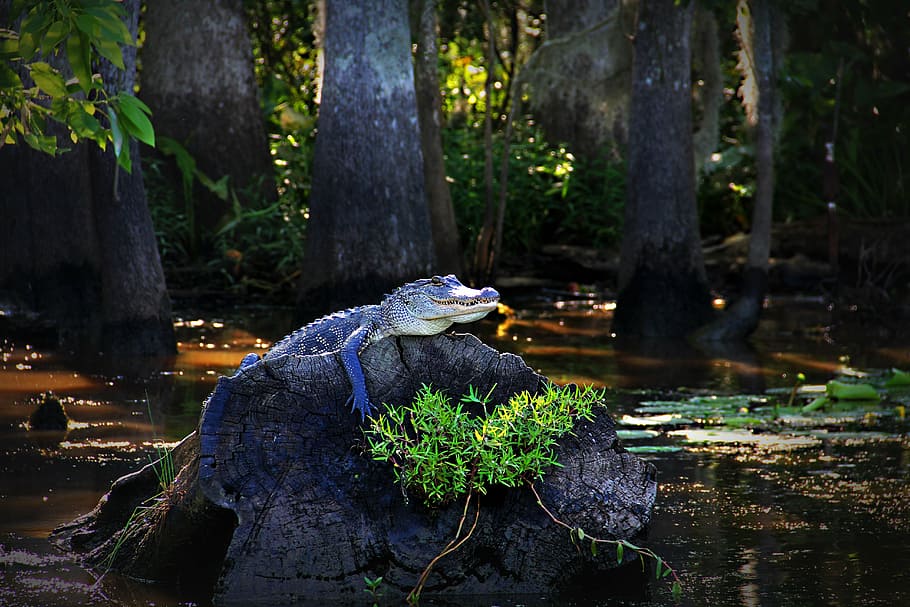 alligator, wood slab, gator, louisiana, swamp, bayou, water, stump, reptile, tree