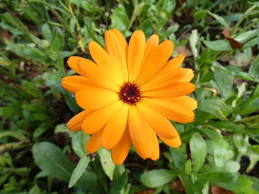 marigold, orange, close up, medicinal plant, calendula, flowering plant, flower, petal, plant, freshness