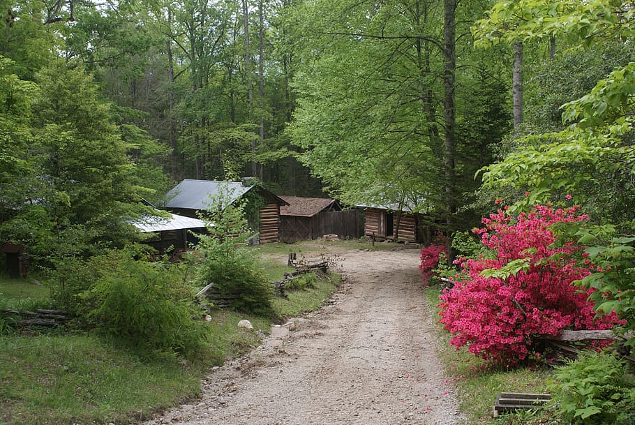 spring, georgia, azaleas, ga, county, cabin, forest, dirt road, rustic, log