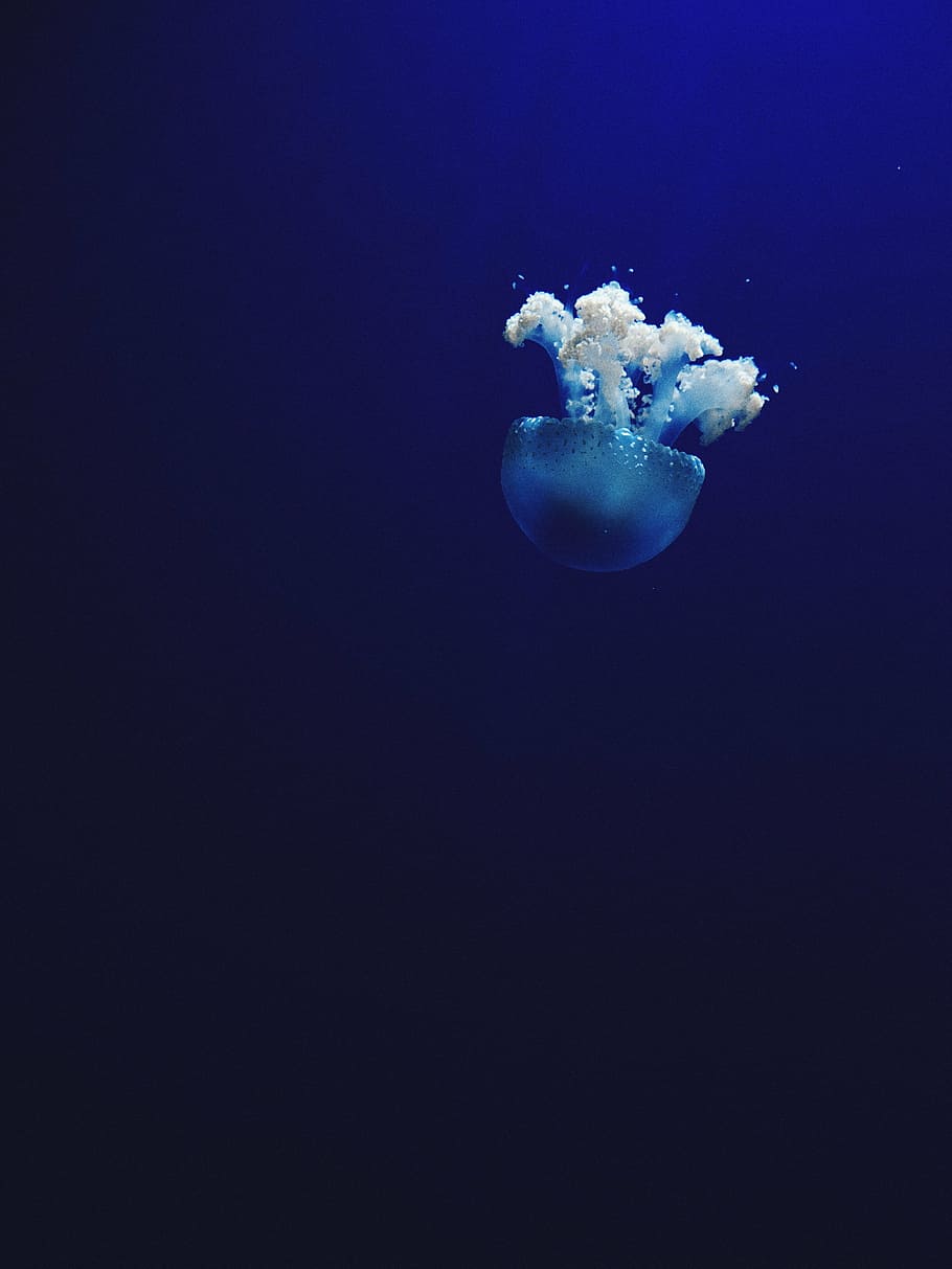 gray, jellyfish, underwater, photography, white, jelly, fish, sea, ocean, water