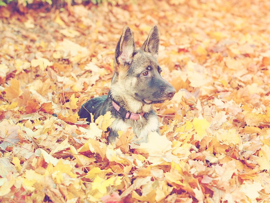 german shepherd puppy, lying, maple, leaves, german shepherd dog, autumn, puppy dog, one animal, canine, dog