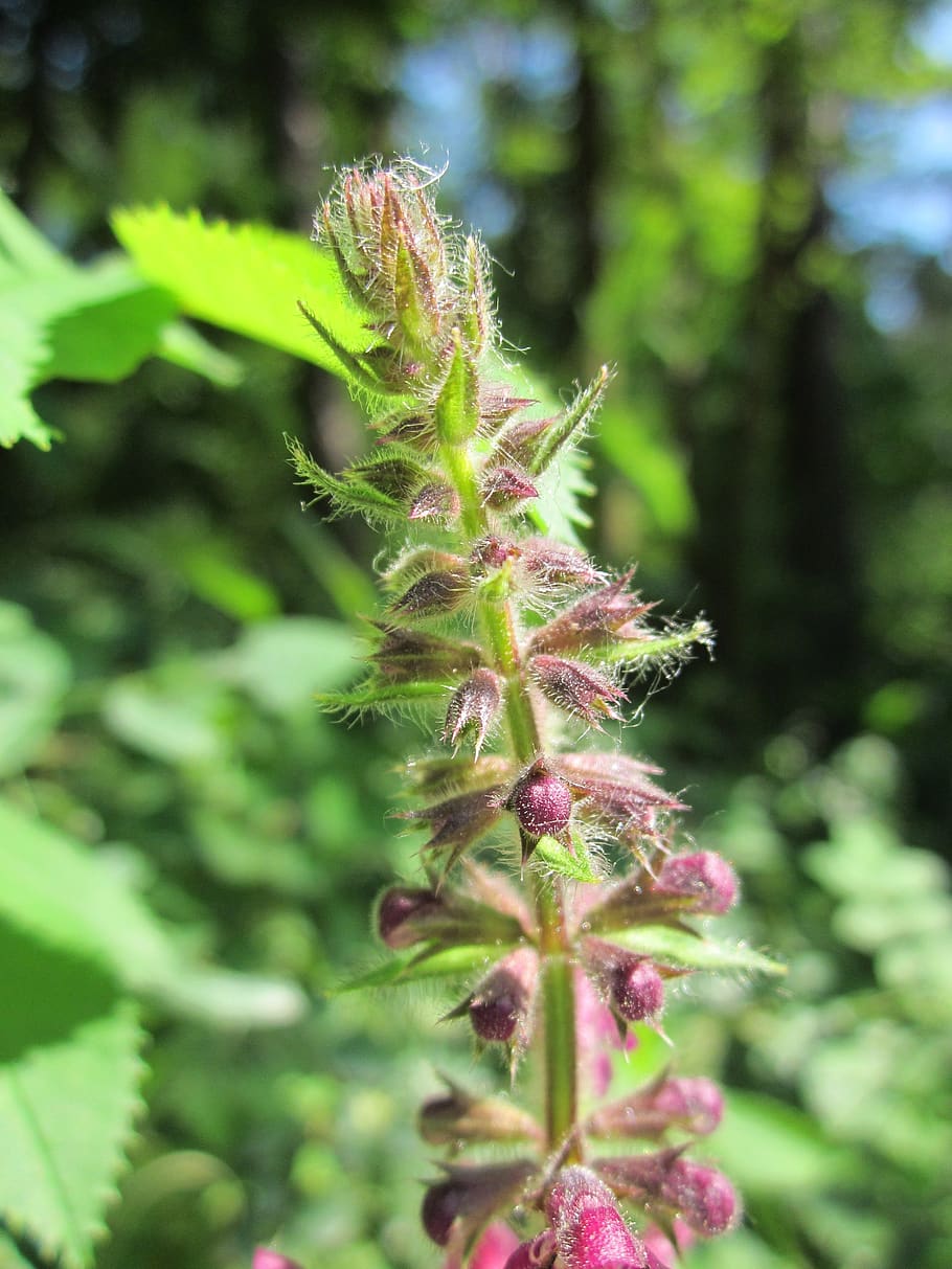 stachys sylvatica, hedge woundwort, hedge nettle, wildflower, flora, botany, plant, inflorescence, species, growth