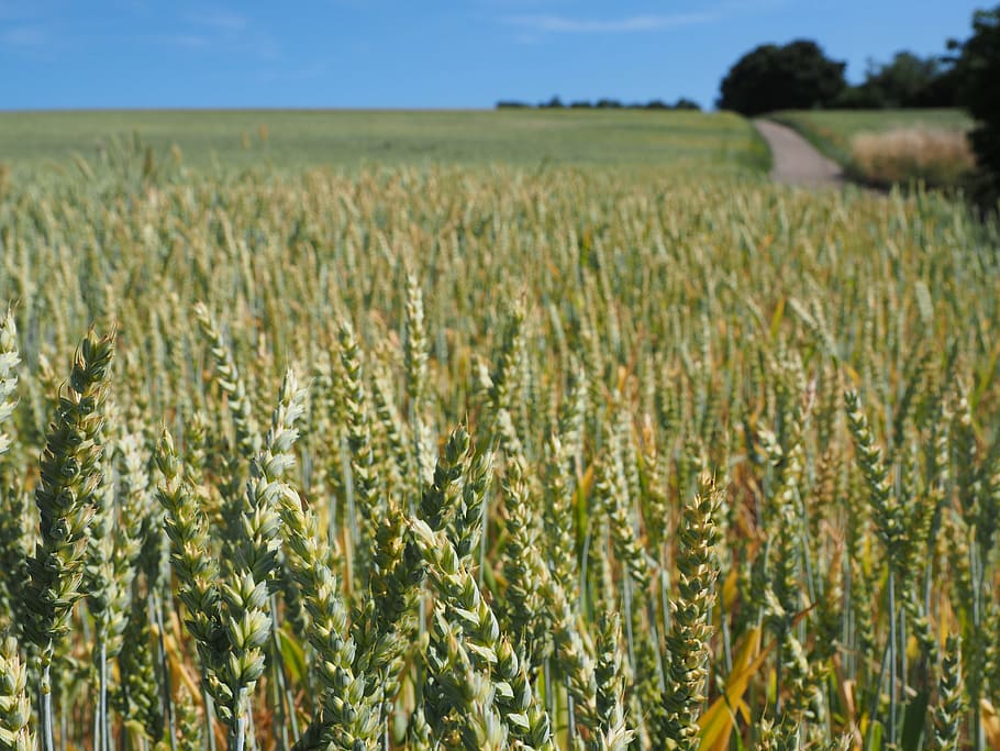trigo, campo de trigo, cereales, oreja, grano, maizal, alimentos, planta, sin aristas, regaliz