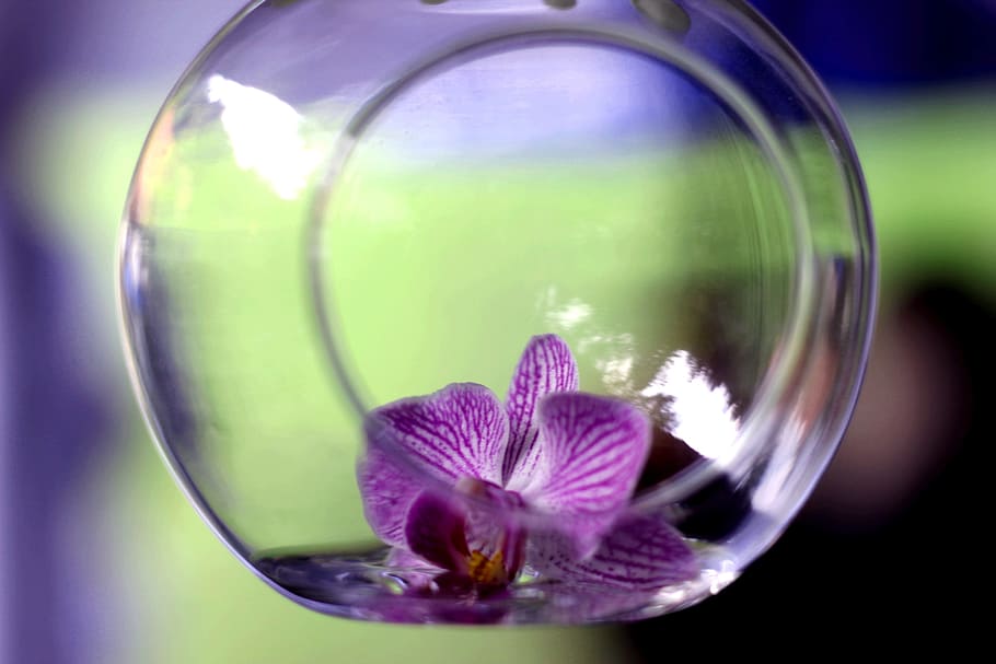 orchid, blossom, bloom, in the glass, deco, decoration, glass ball, purple, glass jar, glass - material