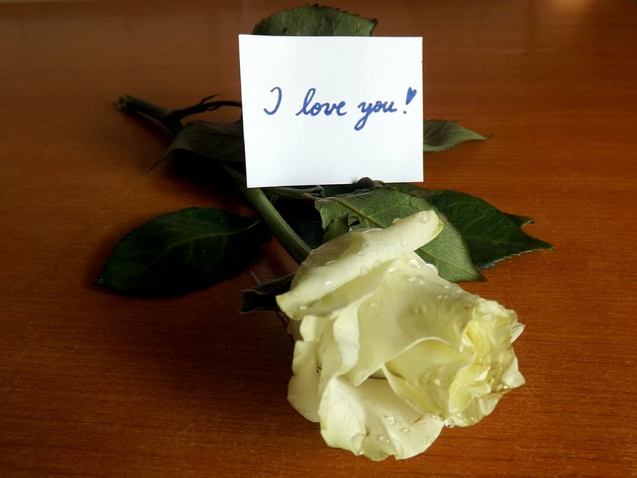 i love you, rose, message, white, leaf, food, indoors, close-up, text, communication