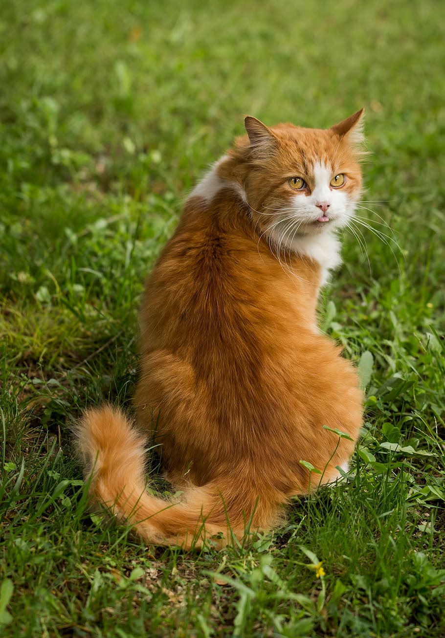 orange, white, cat, sitting, green, grass, animal, nature, portrait, domestic cat