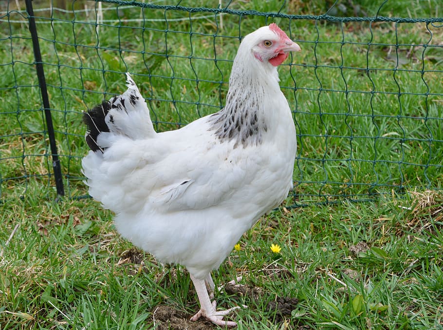 galinha, galinha poedeira, galinha sussex, ave, aves domésticas, natureza, gramado, fazenda de animais, ovos, campo