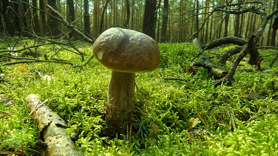 mushroom, forest, nature, mushrooms, autumn, collect, plant, growth, fungus, tree