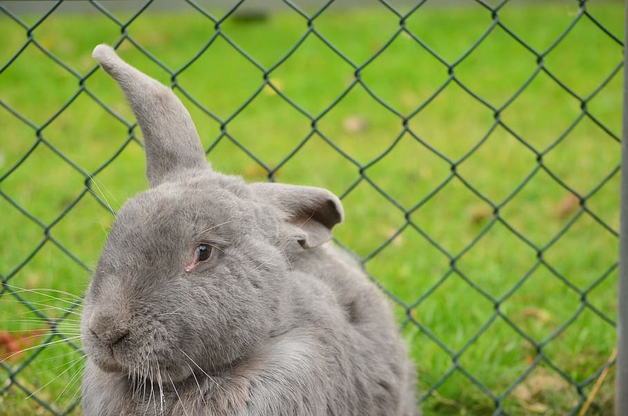 rabbit, ear, to luis, fence, petting, outdoor, nature, grass, cute, grey