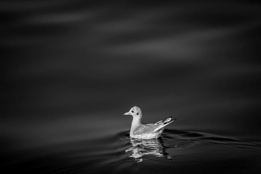 bird, water, white, black, nature, animal, abstract, beauty, beautiful, lake