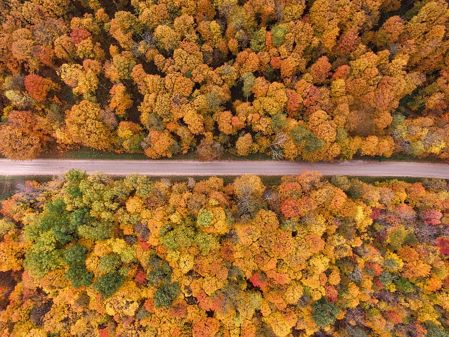 estrada, marrom, árvores, alto, ângulo, fotografia, perto, amarelo, desbotado, aérea
