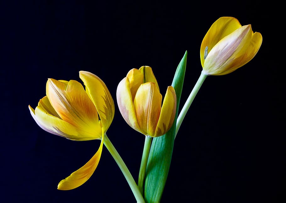 three, yellow, tulip flowers, tulip, spring, flowers, nature, flower, springtime, plant