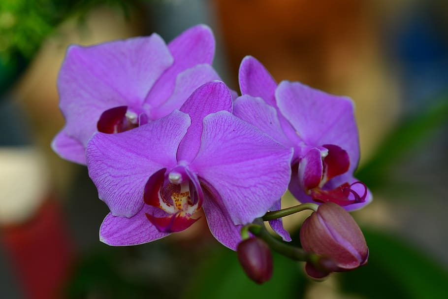 orquídeas, flores, pétalas roxas, colorido, flor, natureza, jardim, planta, pétala, fragilidade