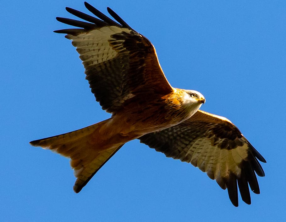 red kite, flying, soaring, predator, bird of prey, raptor, wing, feather, plumage, kite