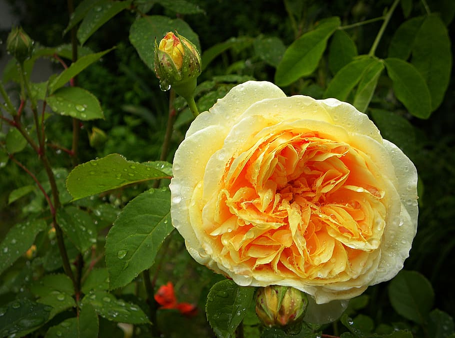 english, rose, charles, darwin, rain, plant, leaf, flower, plant part, beauty in nature